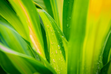 Dracaena fragrans fresh green leaves in the rainy season