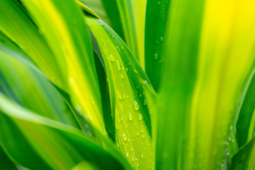 Fototapeta na wymiar Dracaena fragrans fresh green leaves in the rainy season