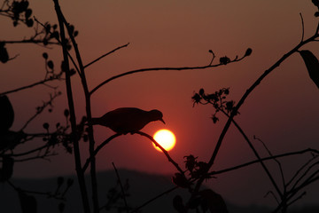 silhouette of a bird in sunset