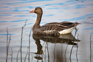 White Fronted Goose in Water