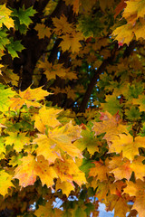 Fall leaves yellow and green
