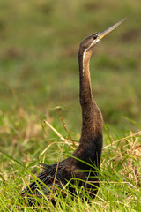 African darter