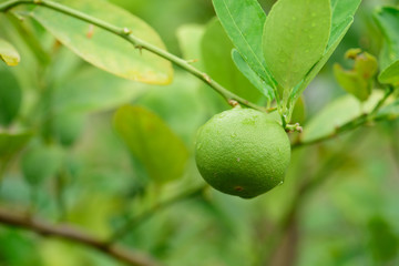 Fresh Lime green tree hanging from the branches of it.Green Lemon