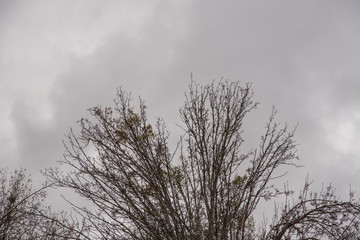 The crown of a bare and leafless branches of a tree hybernating in winter set against a dark cloudy sky in a horizontal image format.