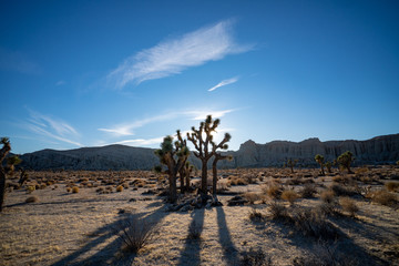 Joshua trees in the mojave desert 
