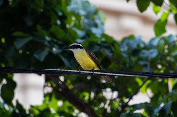 Bem-te-vi - Pitangus sulphuratus II