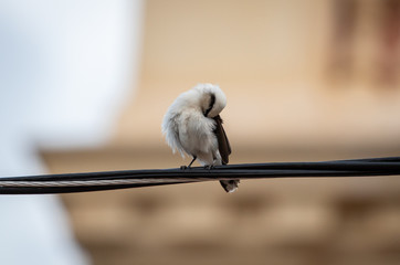 Lavadeira-mascarada i