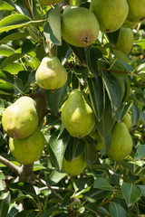 Low Hanging Fruit Pears
