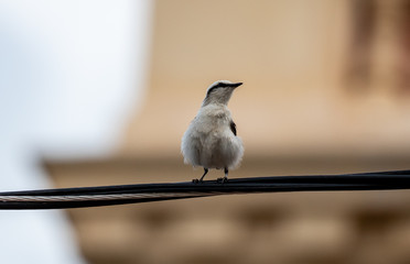 Lavadeira-mascarada I