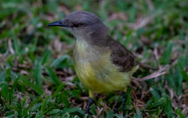 Bem-te-vi - Pitangus sulphuratus I