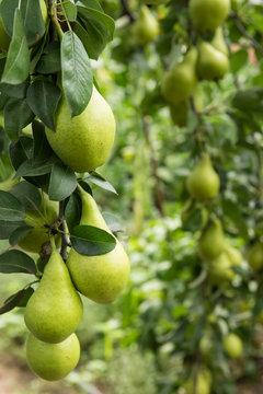 Low Hanging Fruit Pears