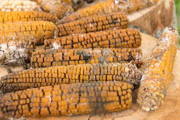 Moldy rotten corn cobs outside on wood logs