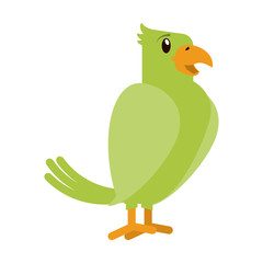 Parrrot bird cartoon