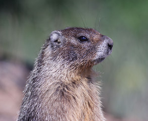 Portrait of a marmot alert and on guard