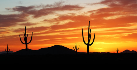 Southwest Desert - Colorful Sunset in Wild West Desert of  Phoenix Arizona with Cactus