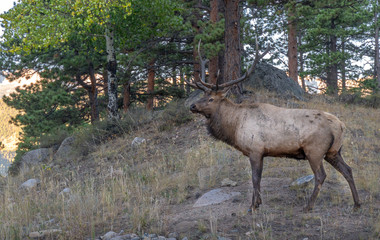 Obraz na płótnie Canvas Large Elk in the Rocky Mountain National Park
