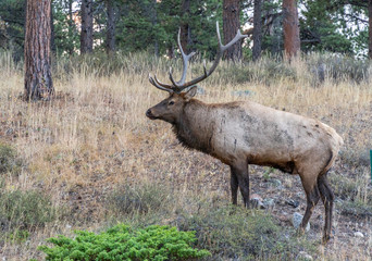 Naklejka na ściany i meble Large Elk in the Rocky Mountain National Park
