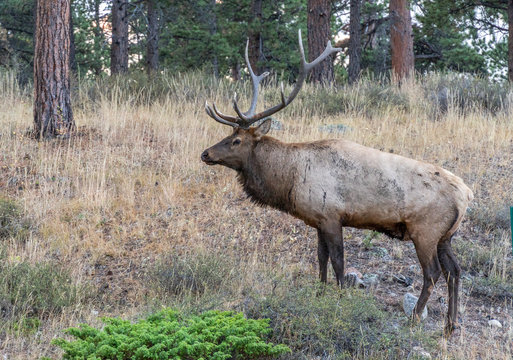 Large Elk in the Rocky Mountain National Park