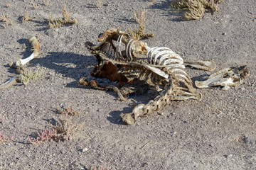 Naklejka na ściany i meble Horse bones in the Nevada desert, USA