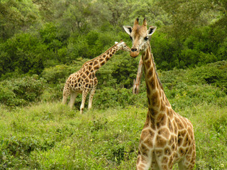 Giraffes, Kenya