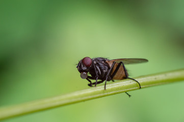 single fruit fly with green foliage background