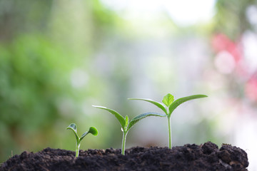 Young green plants  growing