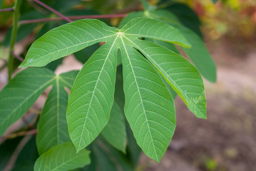 Fototapeta na wymiar general form of cassava leaves