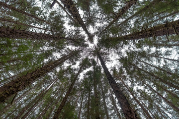Perspective view looking up on large trees