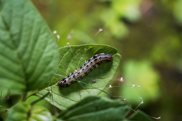 caterpillar on a leaf