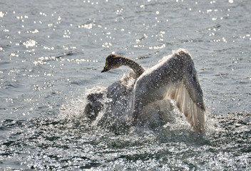 Obraz premium 水浴びするハクチョウの幼鳥