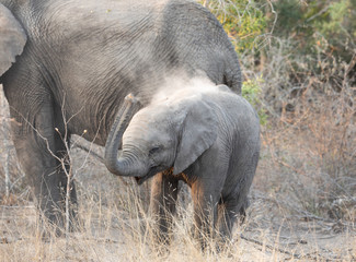 Elephant calf giving himself dirt bath by 