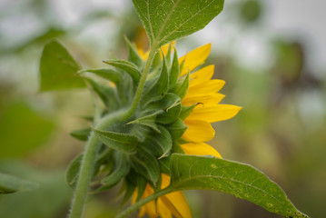 back side of sunflowers isolated with blurry background