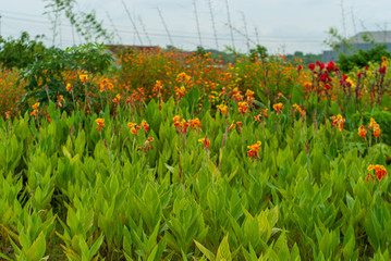 Area view of flowers plantation, blurry backgrounds