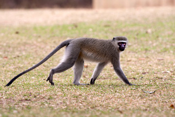A Vervet Monkey strolls boldly through a campground in Kruger National Park 