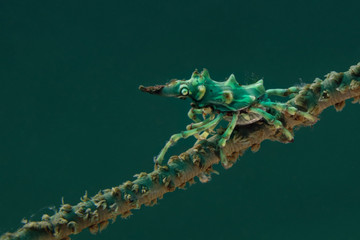 Wire Coral Crabs (Xenocarcinus tuberculatus). Picture was taken near Island Bangka in North Sulawesi, Indonesia