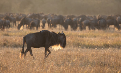 Masai Mara safari scene with single wildebeest in foreground and herd in background at sunrise during wildebeest migration