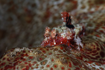 Red Scooter Dragonet (Synchiropus stellatus).  Picture was taken near Island Bangka in North Sulawesi, Indonesia 