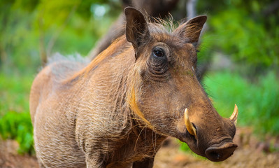 Fototapeta premium Close up of a wild African Warthog