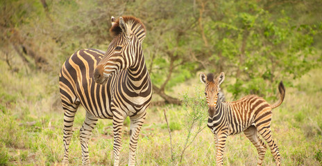 Fototapeta na wymiar African Zebra Mother and Calf in a South African game reserve