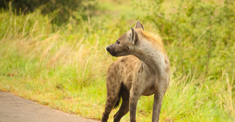 African Spotted Hyena on a South African Safari