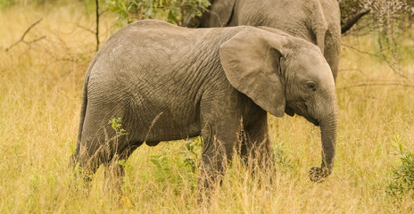 Naklejka premium African Elephants in South African game reserve