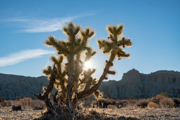 Joshua trees in the mojave desert 