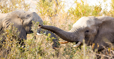 African Elephants in South African game reserve