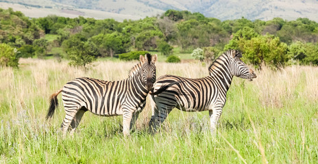 Fototapeta na wymiar African Zebra on safari in a South African game reserve
