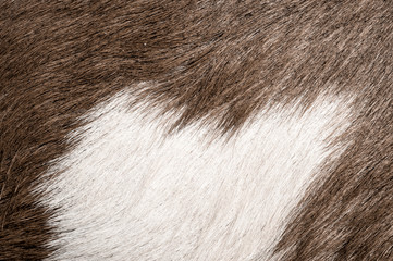 The goat skin hairy pattern and texture 
