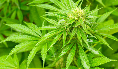 Cannabis Home Grown Medical Marijuana Female plant