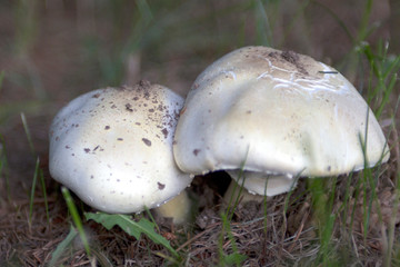 Two rounded, white mushrooms