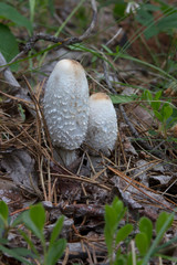 Two tall, Shaggy Mane mushrooms 
