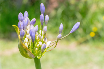 Purple Flower