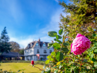 【静岡県伊豆市】公園に咲くピンクのバラ【修善寺虹の郷】